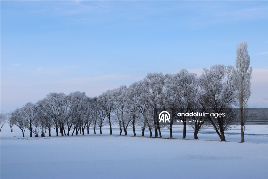 Ağrı'da soğuk havanın etkisiyle ağaçlar kırağı tuttu