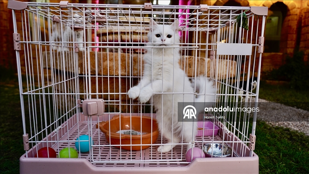 Libya'nın ilk 5 yıldızlı kedi oteli, kedilere lüks hizmet sunuyor
