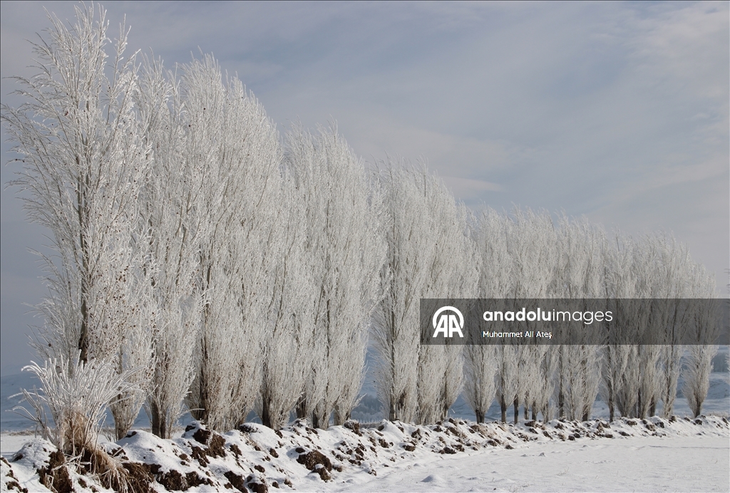 Ağrı'da soğuk havanın etkisiyle ağaçlar kırağı tuttu