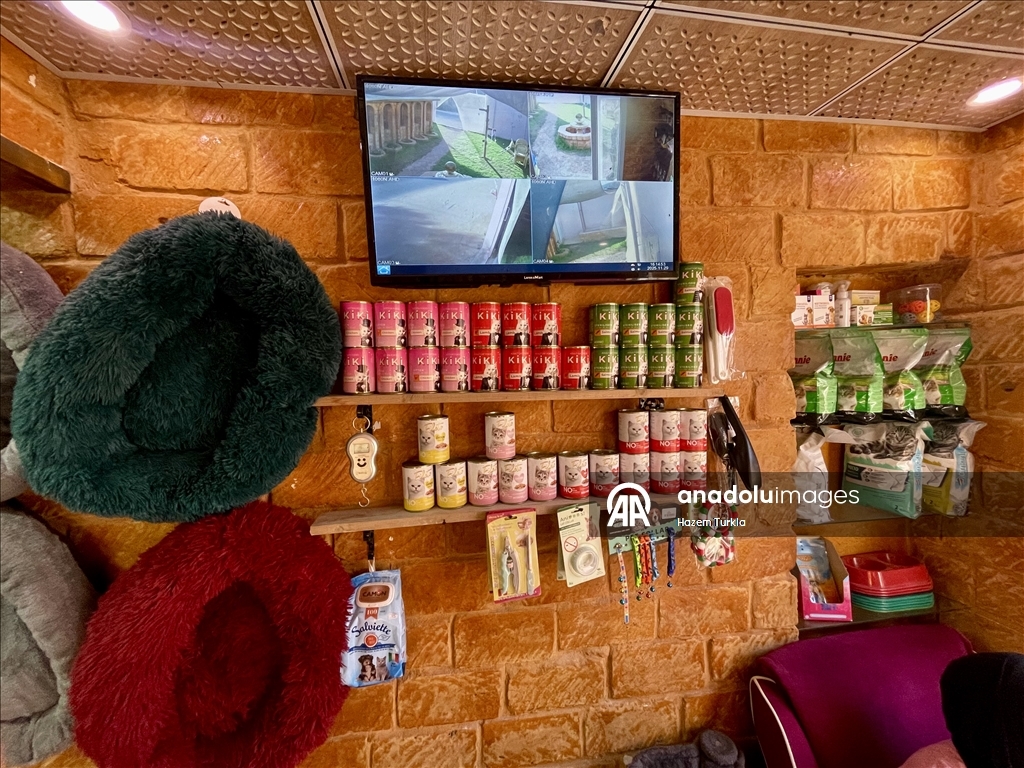 Libya'nın ilk 5 yıldızlı kedi oteli, kedilere lüks hizmet sunuyor