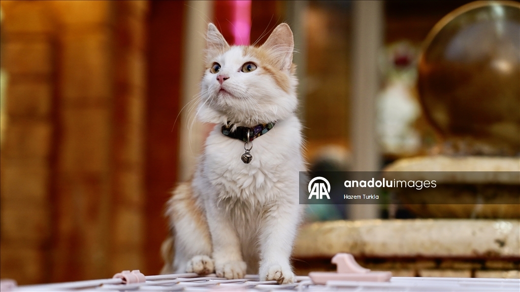 Libya'nın ilk 5 yıldızlı kedi oteli, kedilere lüks hizmet sunuyor