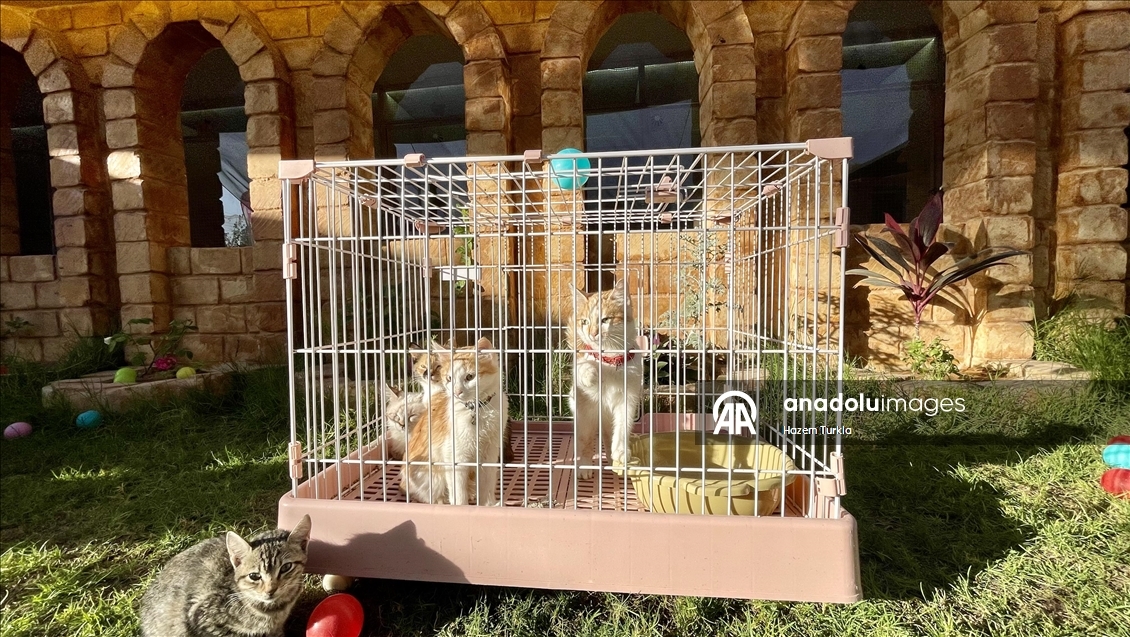 Libya'nın ilk 5 yıldızlı kedi oteli, kedilere lüks hizmet sunuyor