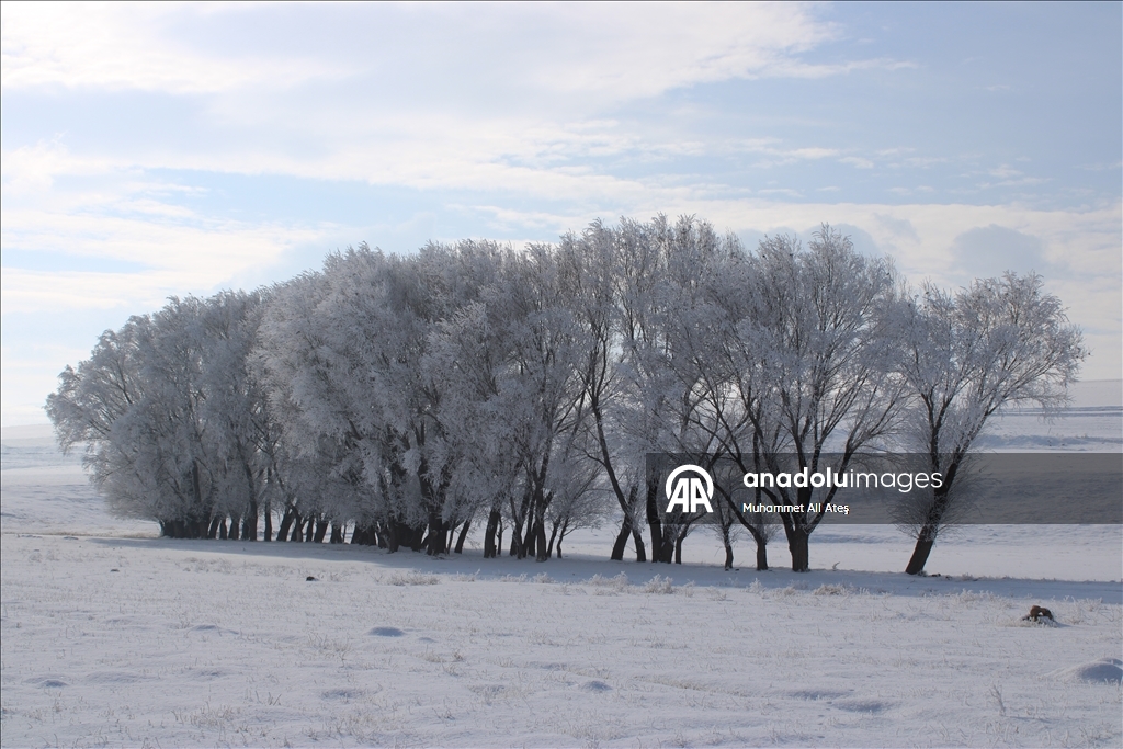 Ağrı'da soğuk havanın etkisiyle ağaçlar kırağı tuttu