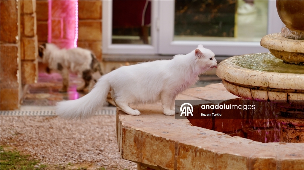 Libya'nın ilk 5 yıldızlı kedi oteli, kedilere lüks hizmet sunuyor