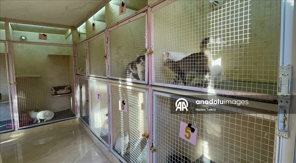 Libya'nın ilk 5 yıldızlı kedi oteli, kedilere lüks hizmet sunuyor
