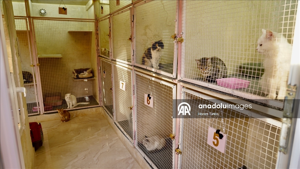 Libya'nın ilk 5 yıldızlı kedi oteli, kedilere lüks hizmet sunuyor