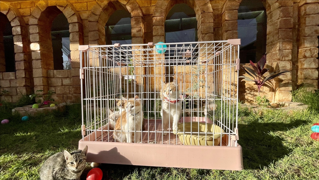 Libya'nın ilk 5 yıldızlı kedi oteli, kedilere lüks hizmet sunuyor