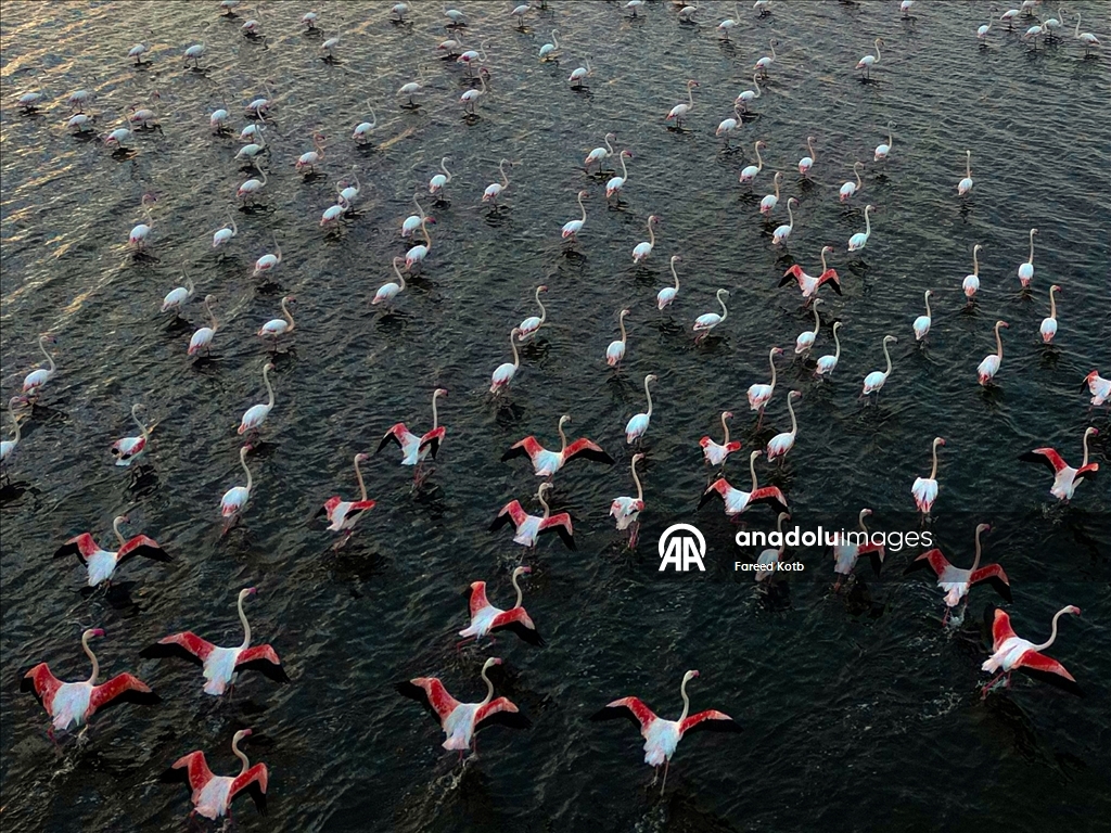 Mısır'daki Karun Gölü, göç eden flamingolara da ev sahipliği yapıyor