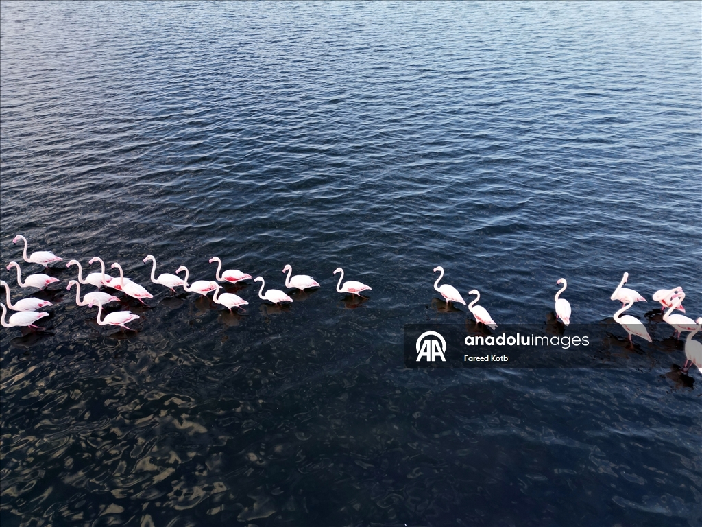 Mısır'daki Karun Gölü, göç eden flamingolara da ev sahipliği yapıyor