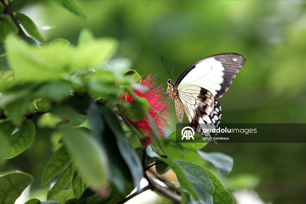 Şebiarus ziyaretçileri kelebeklerin tropikal dünyasını da keşfedecek
