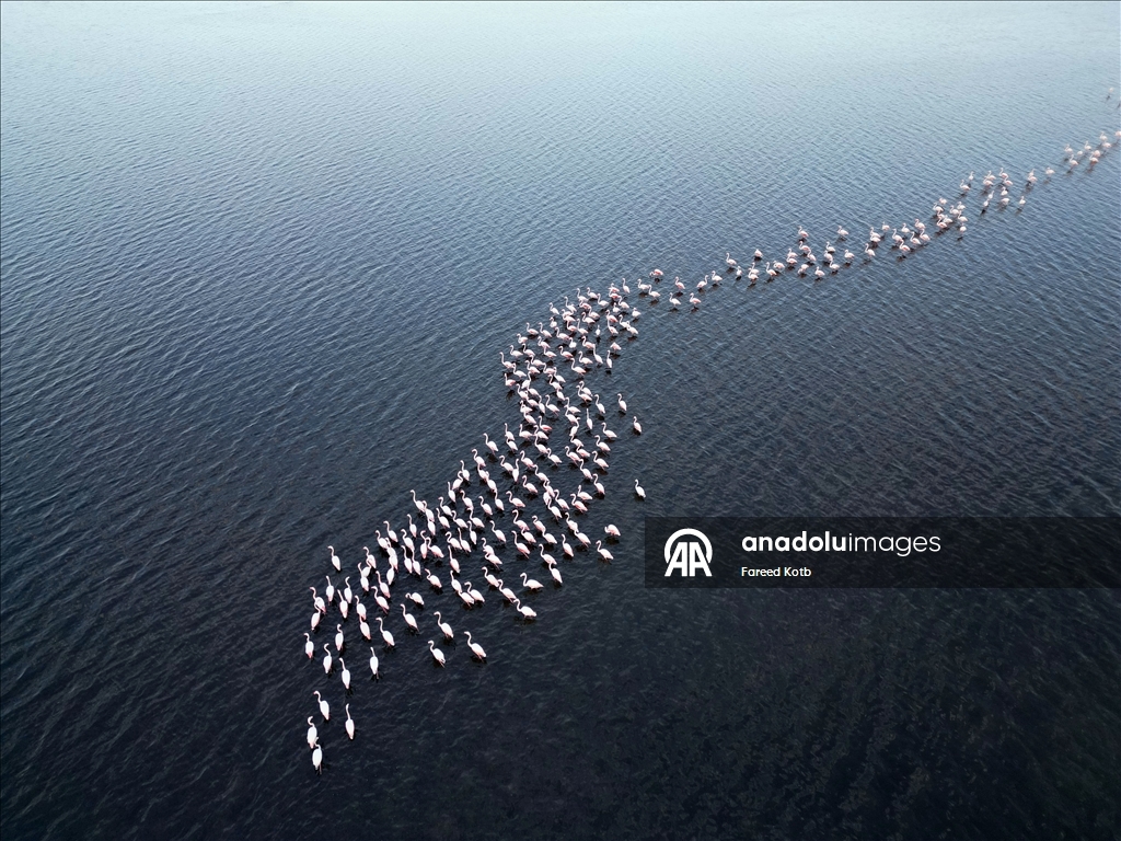 Mısır'daki Karun Gölü, göç eden flamingolara da ev sahipliği yapıyor