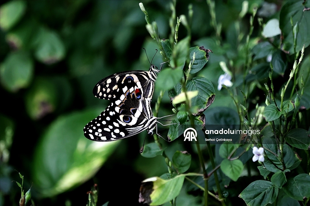 Şebiarus ziyaretçileri kelebeklerin tropikal dünyasını da keşfedecek