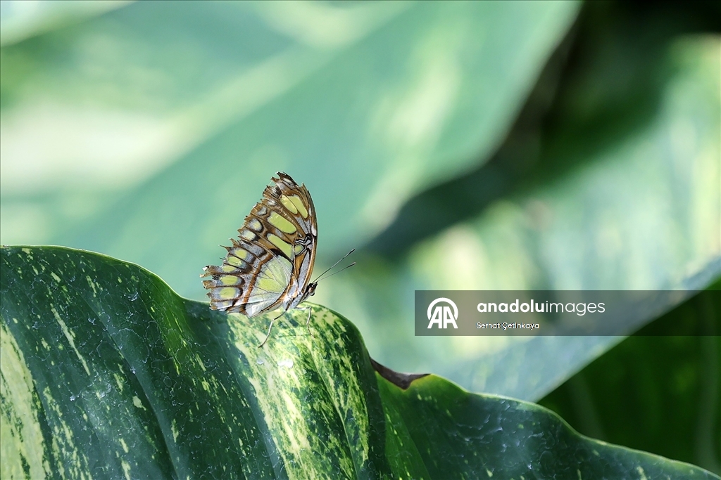Şebiarus ziyaretçileri kelebeklerin tropikal dünyasını da keşfedecek