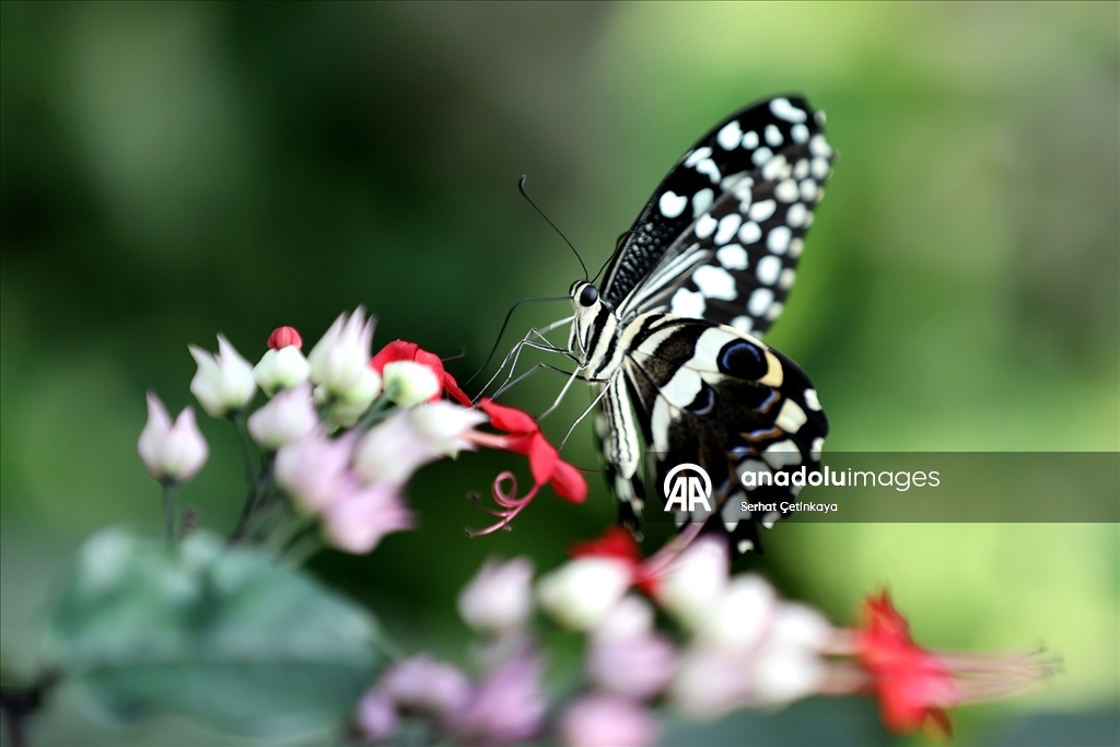 Şebiarus ziyaretçileri kelebeklerin tropikal dünyasını da keşfedecek