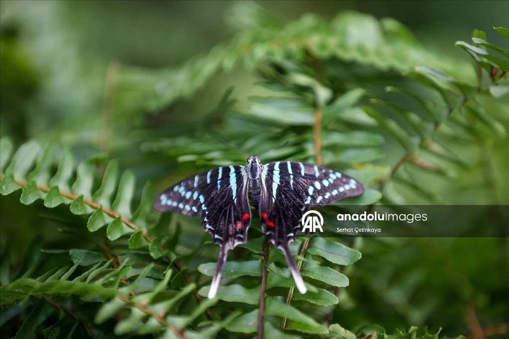 Şebiarus ziyaretçileri kelebeklerin tropikal dünyasını da keşfedecek