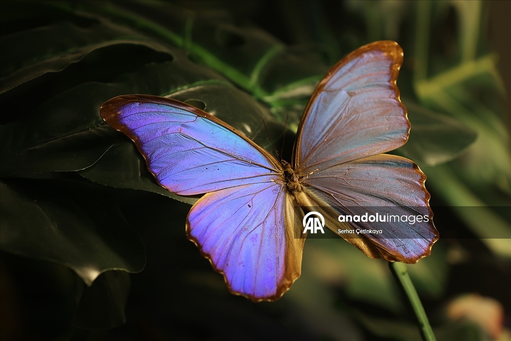 Şebiarus ziyaretçileri kelebeklerin tropikal dünyasını da keşfedecek