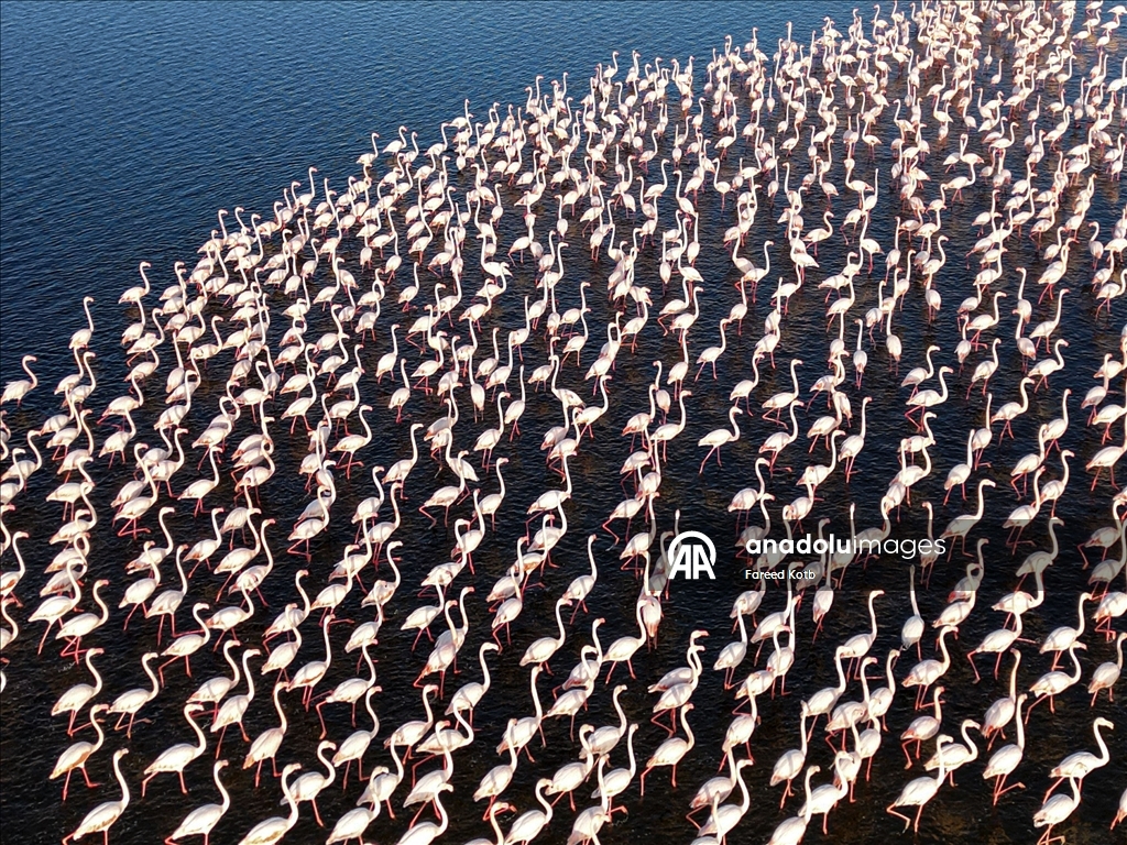 Mısır'daki Karun Gölü, göç eden flamingolara da ev sahipliği yapıyor