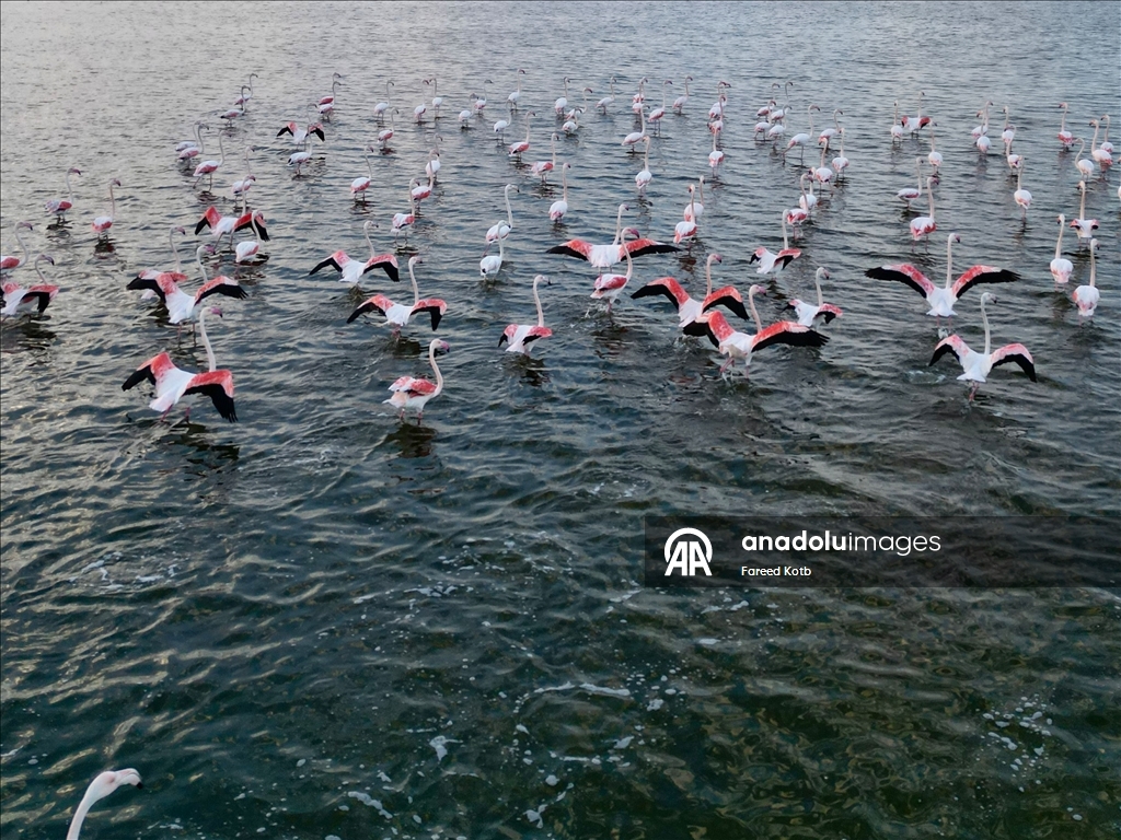 Mısır'daki Karun Gölü, göç eden flamingolara da ev sahipliği yapıyor