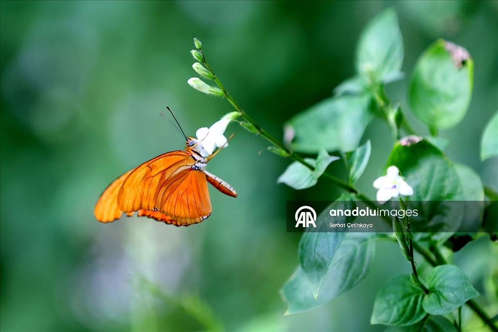 Şebiarus ziyaretçileri kelebeklerin tropikal dünyasını da keşfedecek