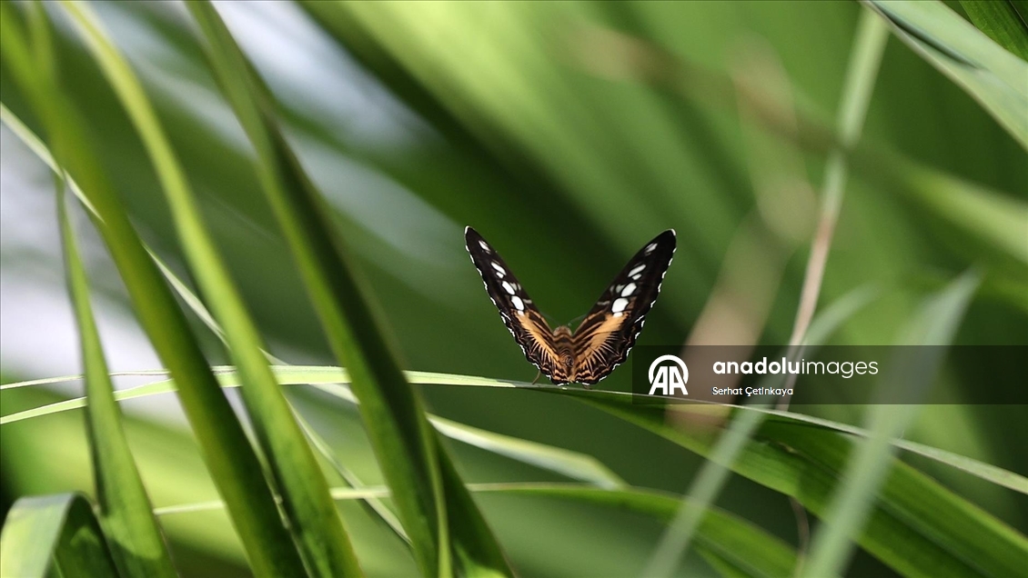Şebiarus ziyaretçileri kelebeklerin tropikal dünyasını da keşfedecek