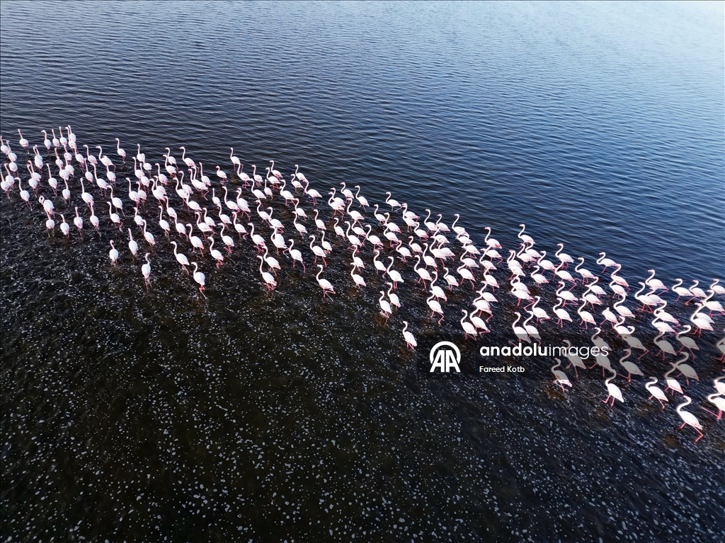 Mısır'daki Karun Gölü, göç eden flamingolara da ev sahipliği yapıyor