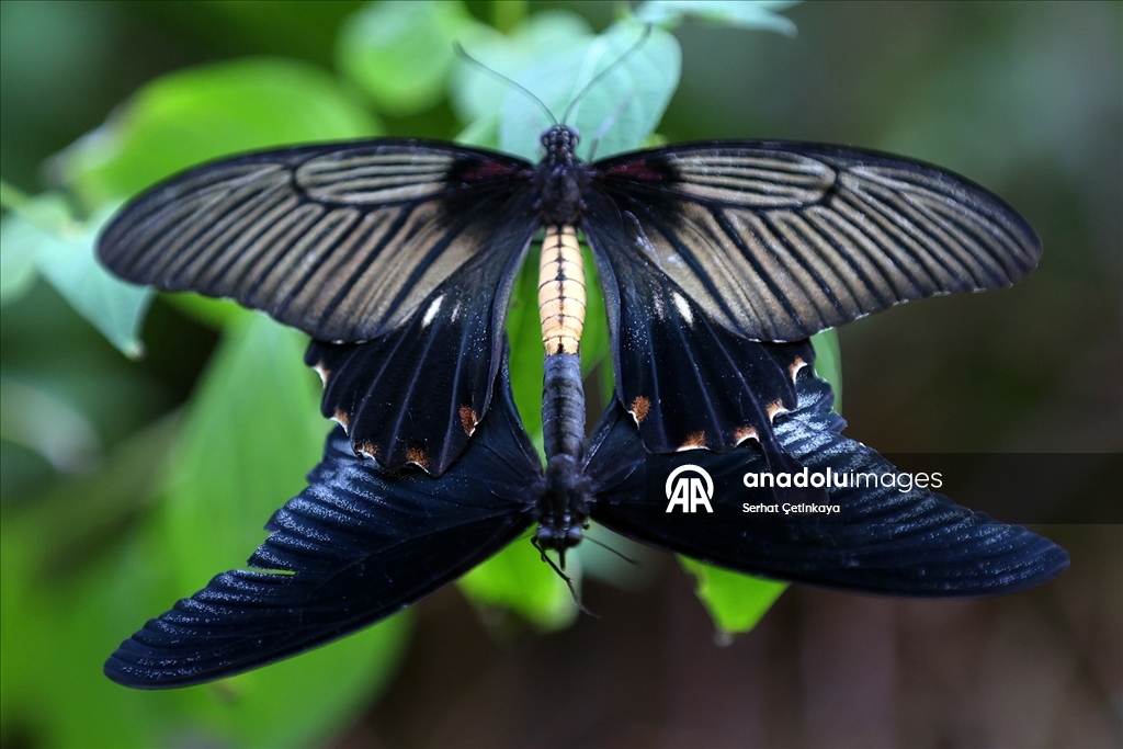 Şebiarus ziyaretçileri kelebeklerin tropikal dünyasını da keşfedecek