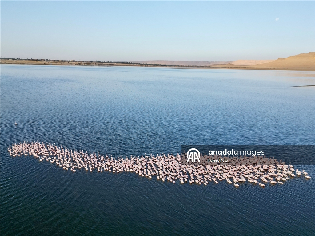 Mısır'daki Karun Gölü, göç eden flamingolara da ev sahipliği yapıyor