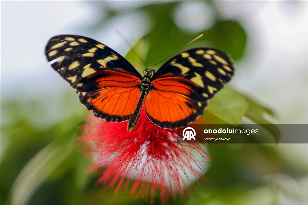 Şebiarus ziyaretçileri kelebeklerin tropikal dünyasını da keşfedecek