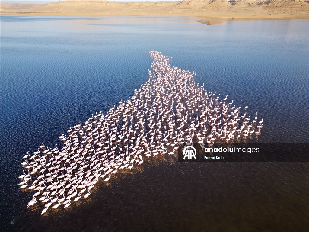 Mısır'daki Karun Gölü, göç eden flamingolara da ev sahipliği yapıyor