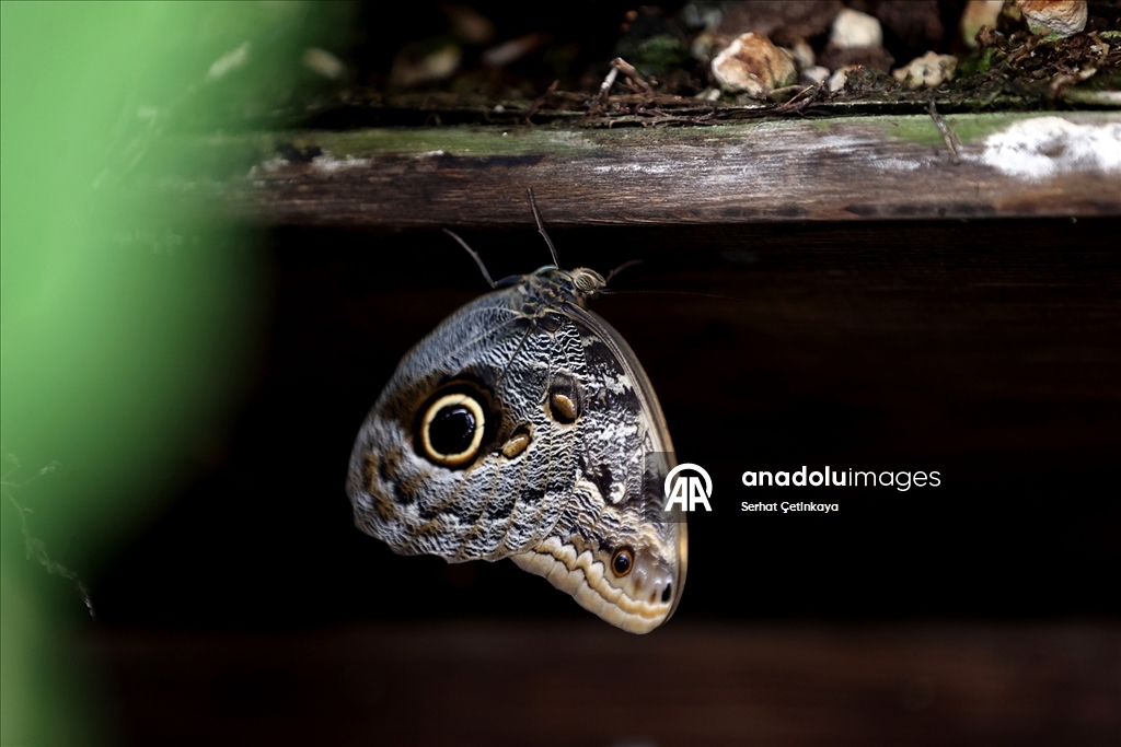 Şebiarus ziyaretçileri kelebeklerin tropikal dünyasını da keşfedecek