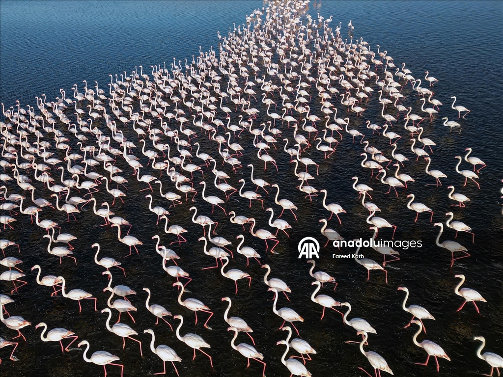 Mısır'daki Karun Gölü, göç eden flamingolara da ev sahipliği yapıyor