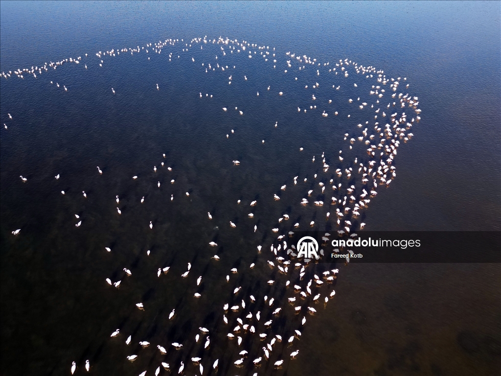 Mısır'daki Karun Gölü, göç eden flamingolara da ev sahipliği yapıyor