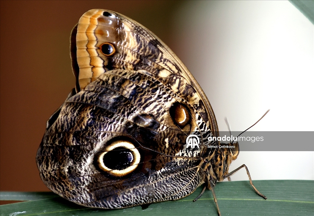 Şebiarus ziyaretçileri kelebeklerin tropikal dünyasını da keşfedecek