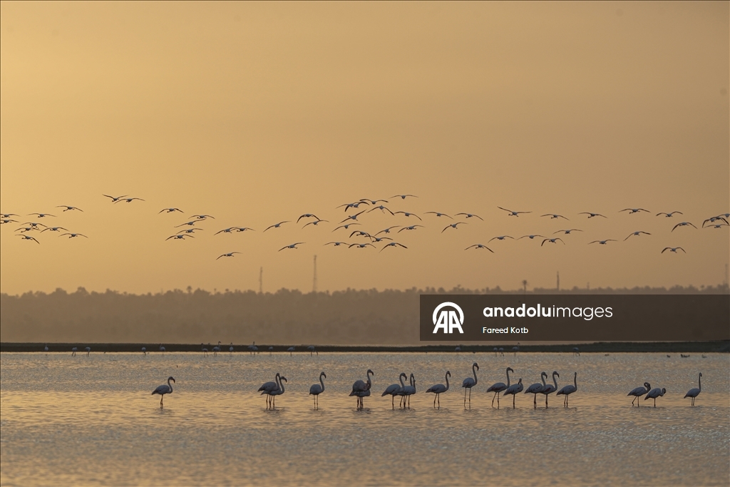 Mısır'daki Karun Gölü, göç eden flamingolara da ev sahipliği yapıyor