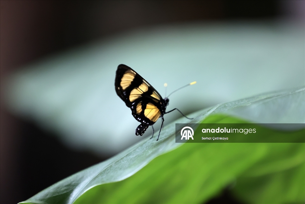 Şebiarus ziyaretçileri kelebeklerin tropikal dünyasını da keşfedecek
