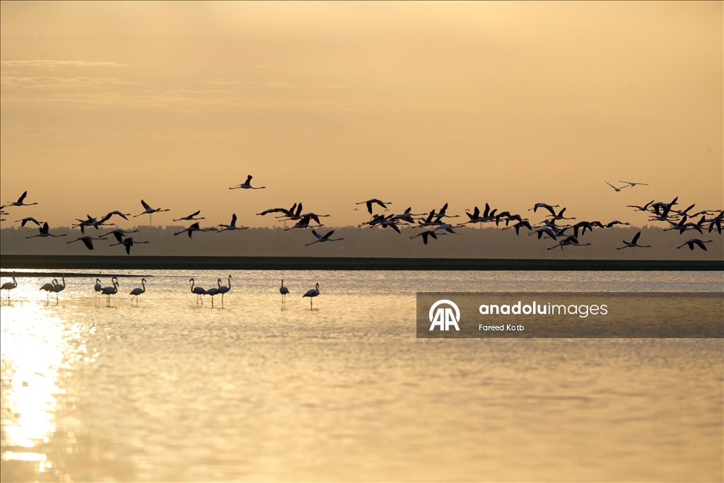 Mısır'daki Karun Gölü, göç eden flamingolara da ev sahipliği yapıyor