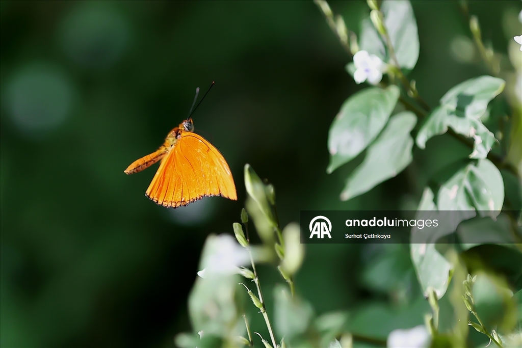 Şebiarus ziyaretçileri kelebeklerin tropikal dünyasını da keşfedecek