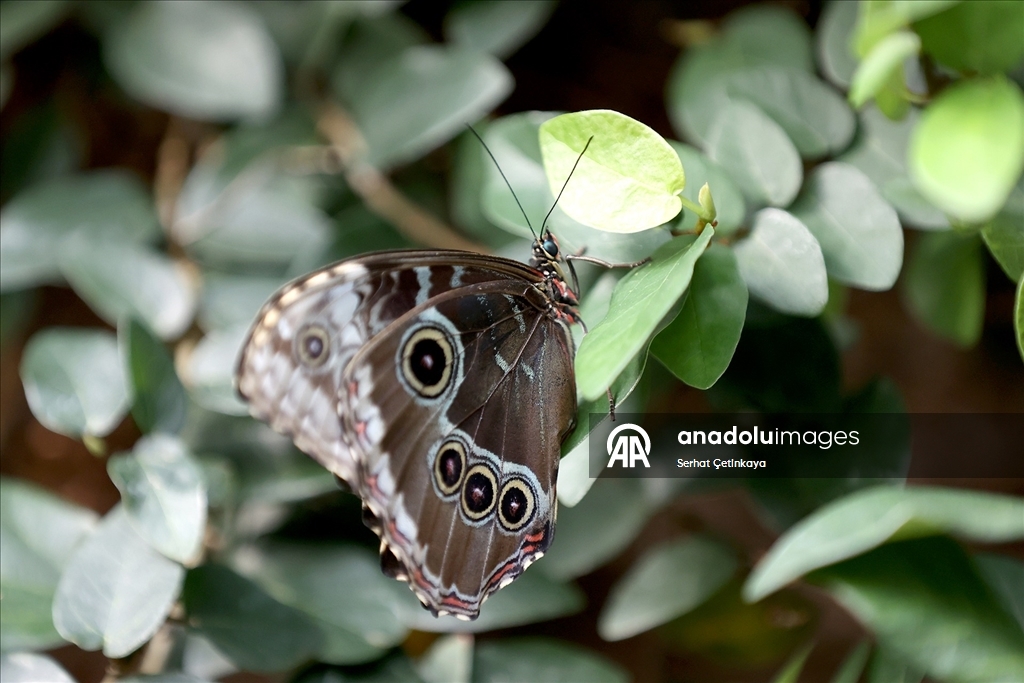 Şebiarus ziyaretçileri kelebeklerin tropikal dünyasını da keşfedecek