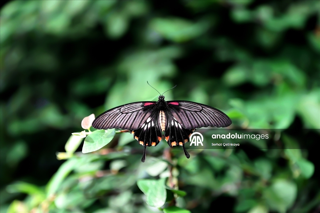 Şebiarus ziyaretçileri kelebeklerin tropikal dünyasını da keşfedecek
