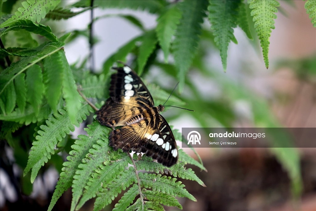 Şebiarus ziyaretçileri kelebeklerin tropikal dünyasını da keşfedecek