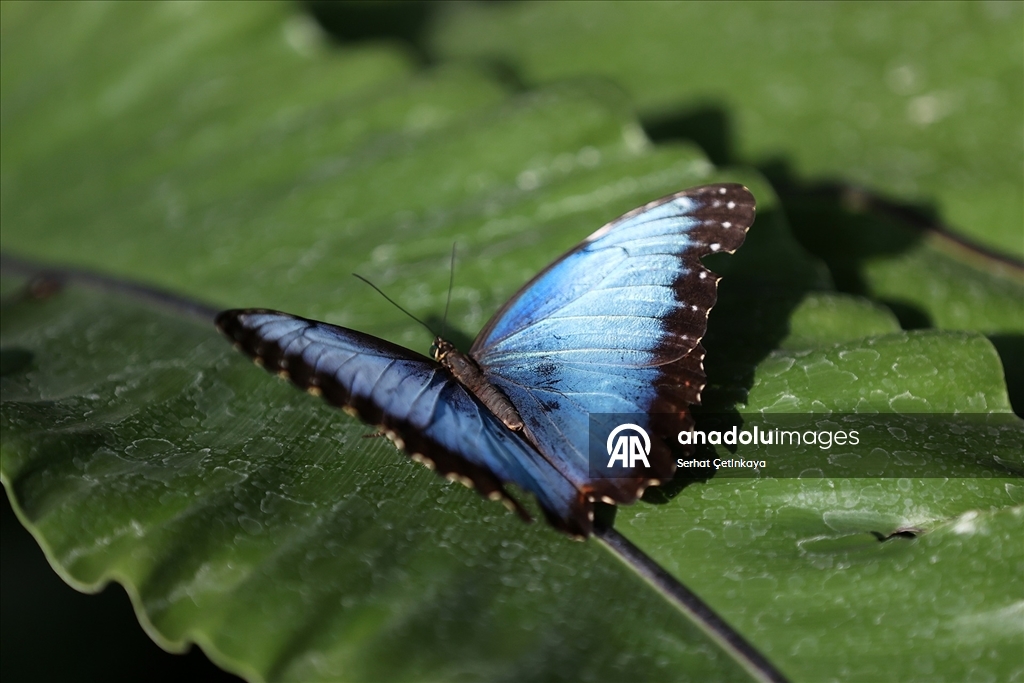 Şebiarus ziyaretçileri kelebeklerin tropikal dünyasını da keşfedecek