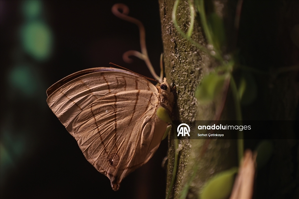 Şebiarus ziyaretçileri kelebeklerin tropikal dünyasını da keşfedecek