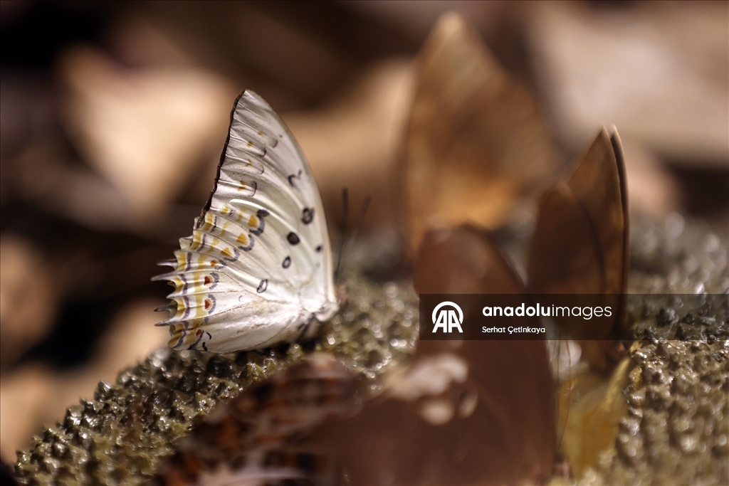 Şebiarus ziyaretçileri kelebeklerin tropikal dünyasını da keşfedecek