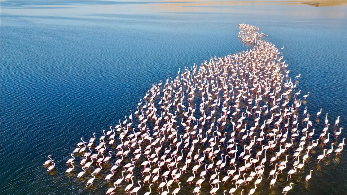  Mısır'daki Karun Gölü, göç eden flamingolara da ev sahipliği yapıyor