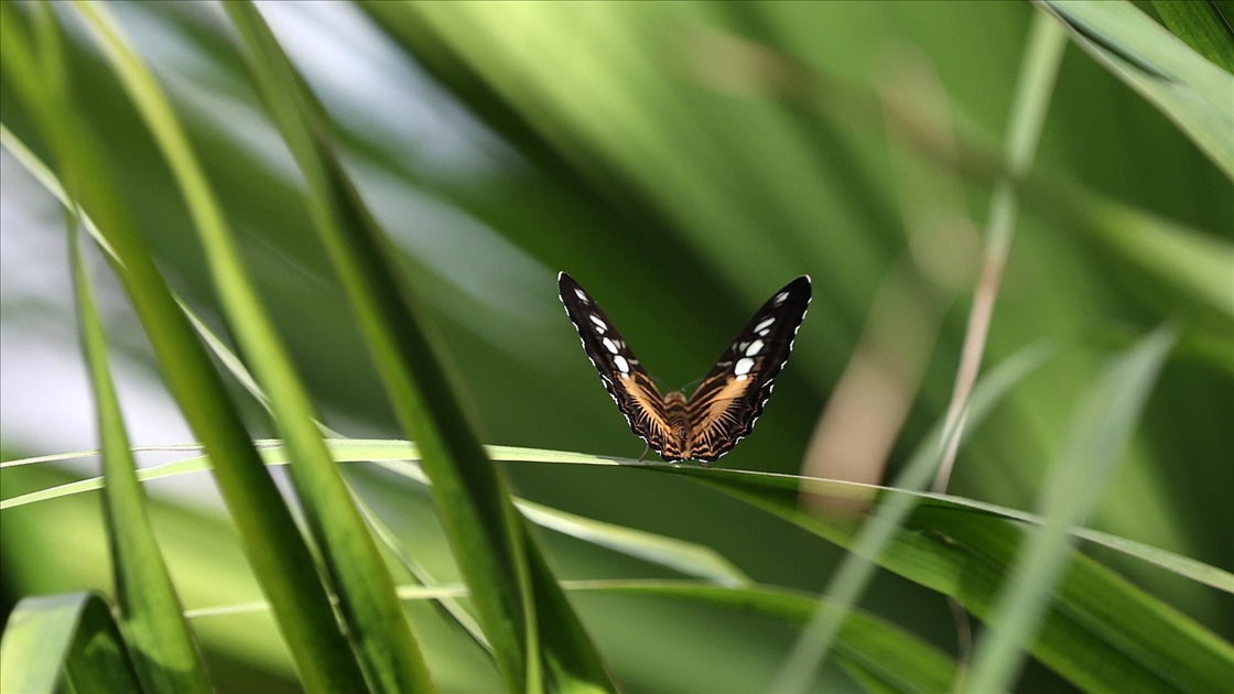 Şebiarus ziyaretçileri kelebeklerin tropikal dünyasını da keşfedecek