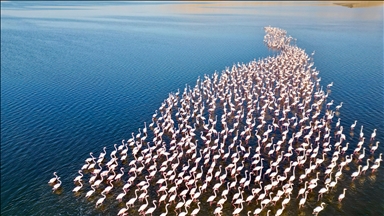  Mısır'daki Karun Gölü, göç eden flamingolara da ev sahipliği yapıyor