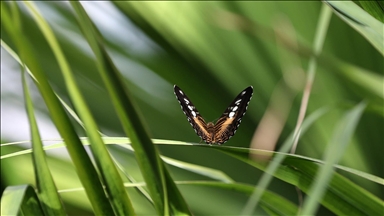 Şebiarus ziyaretçileri kelebeklerin tropikal dünyasını da keşfedecek