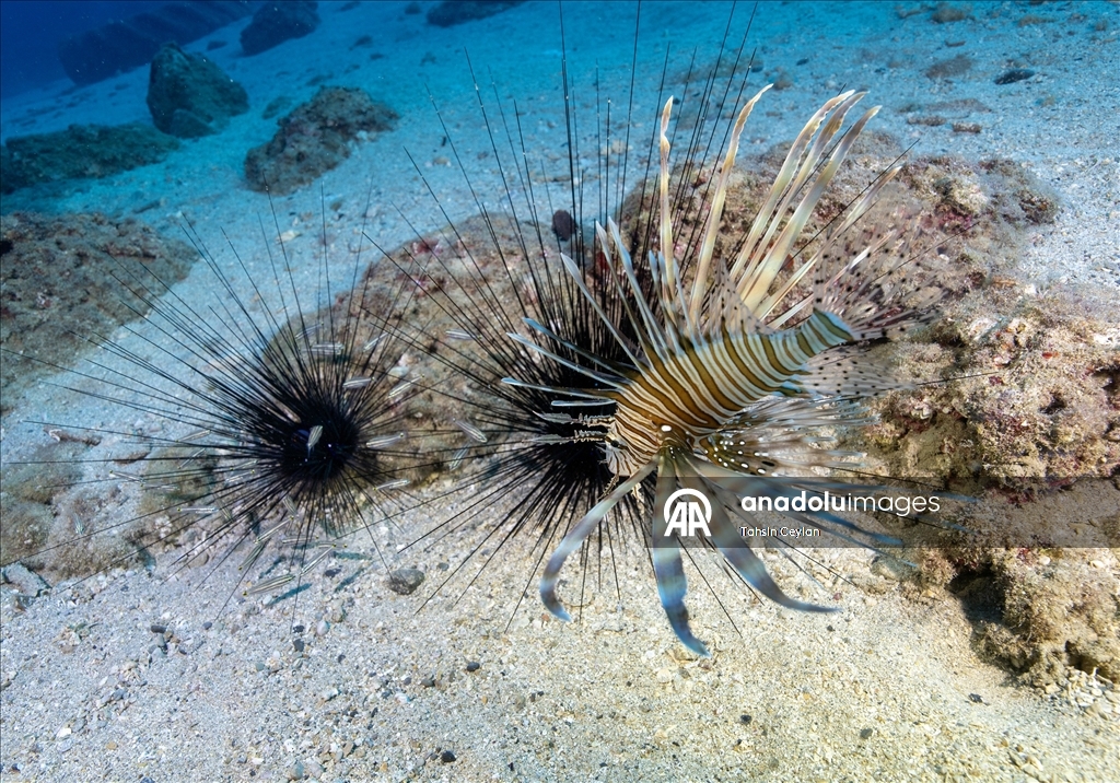 Doğu Akdeniz'in derinliklerine inen dalgıçlar canlıların renkli dünyasını görüntüledi