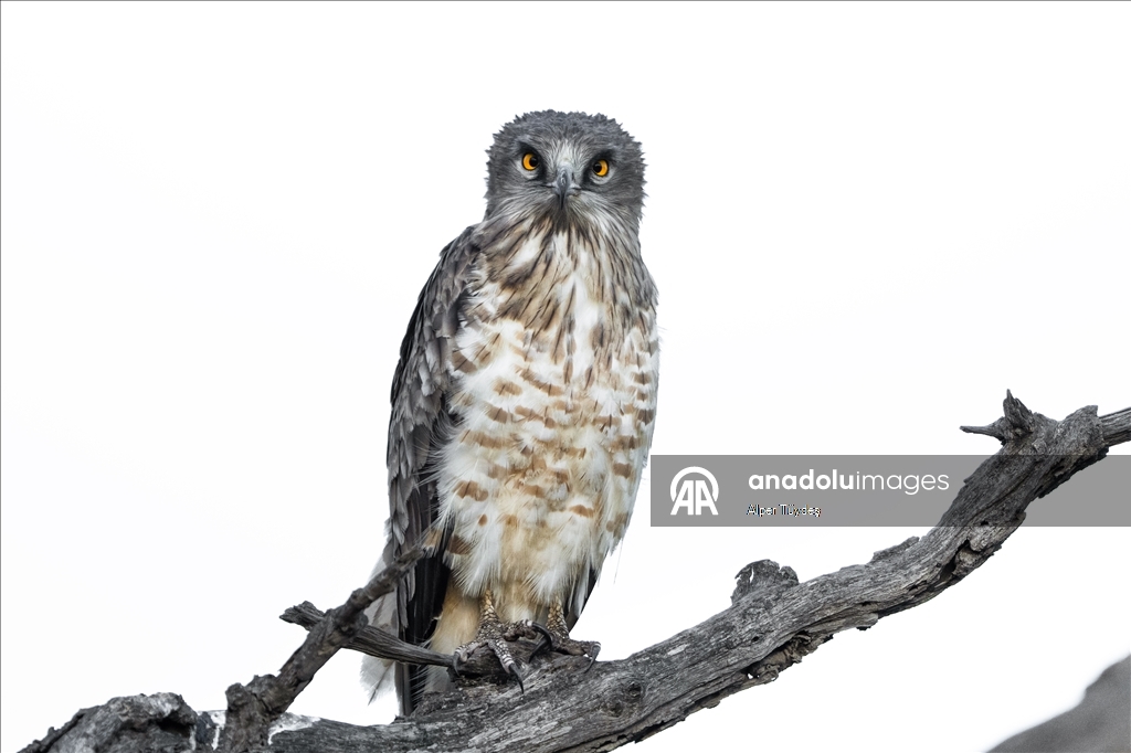 Лонгозные леса в районе Караджабей – место обитания орлов