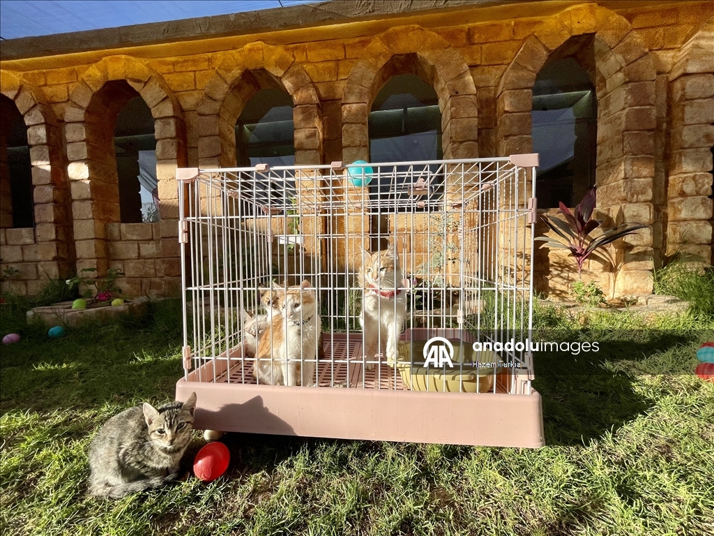 دلال 5 نجوم.. أول فندق للقطط في ليبيا بخدمات فاخرة